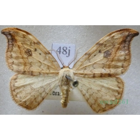 Drepana falcataria (Linnaeus, 1758) male Wycinka sierpianka Czech48j